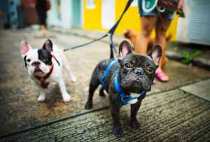 close up photography of french bulldogs