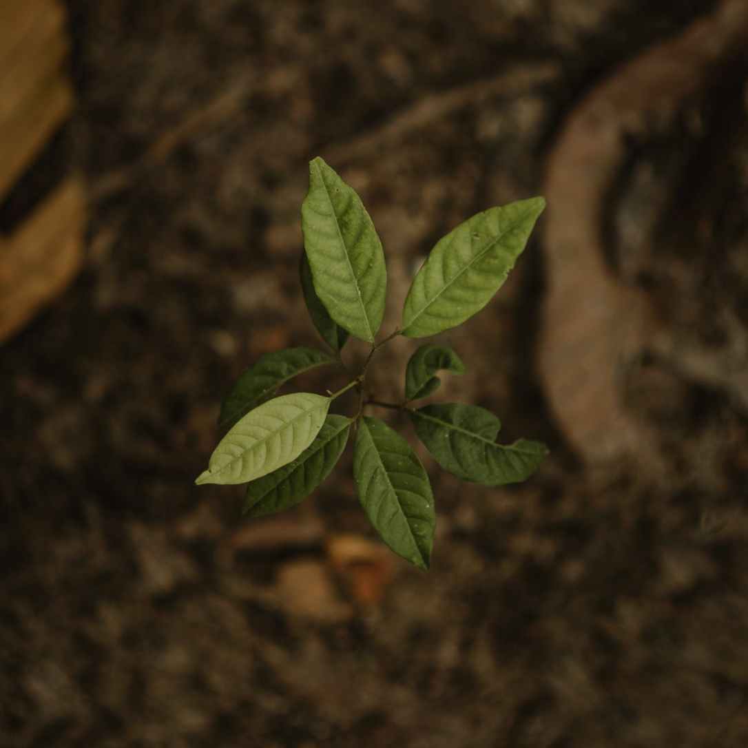 close up photo of green seedling