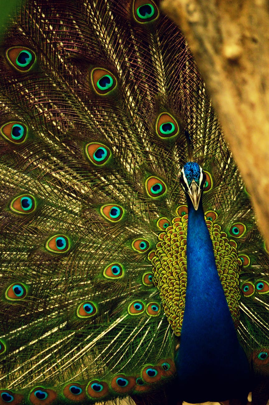blue and green peafowl