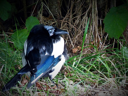 different-magpie-1
