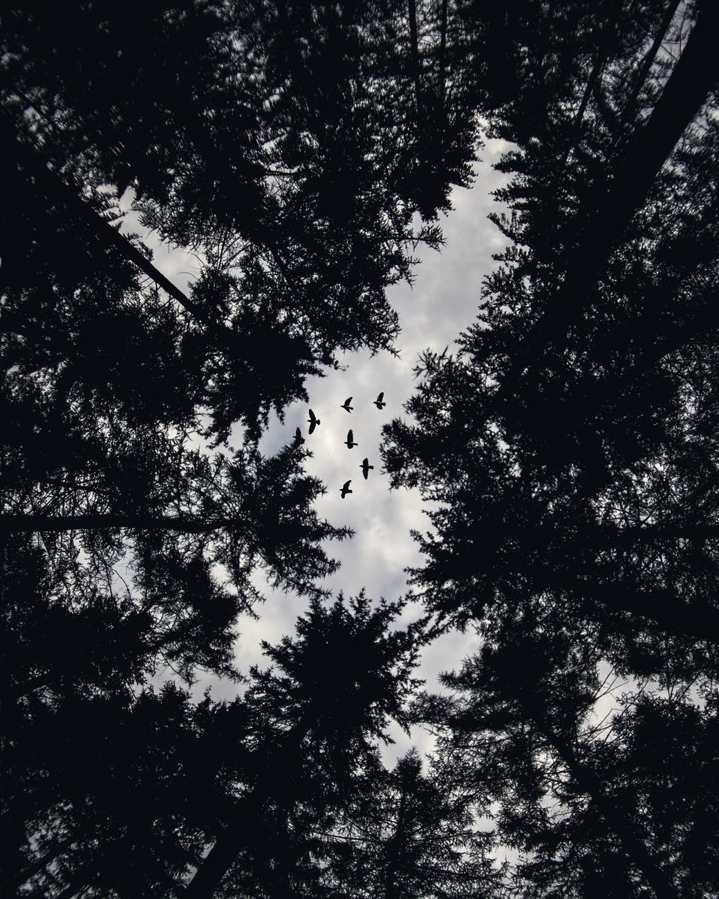 low angle photo of trees and flying birds