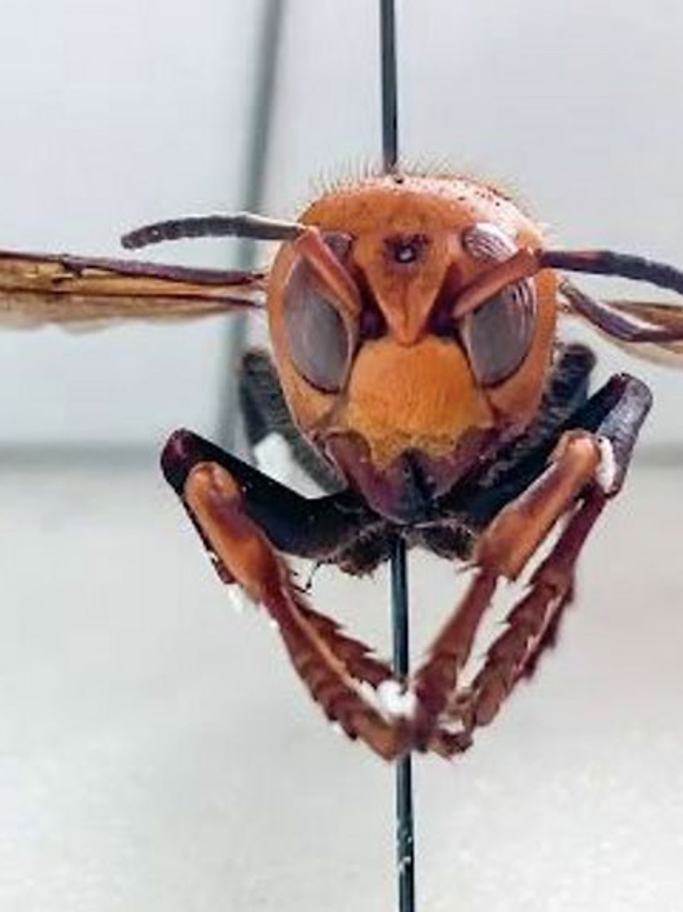 5c5ea04b-e8da-44e5-a442-287d8a03994c-large3x4_200503_cnn_giant_asian_murder_hornet