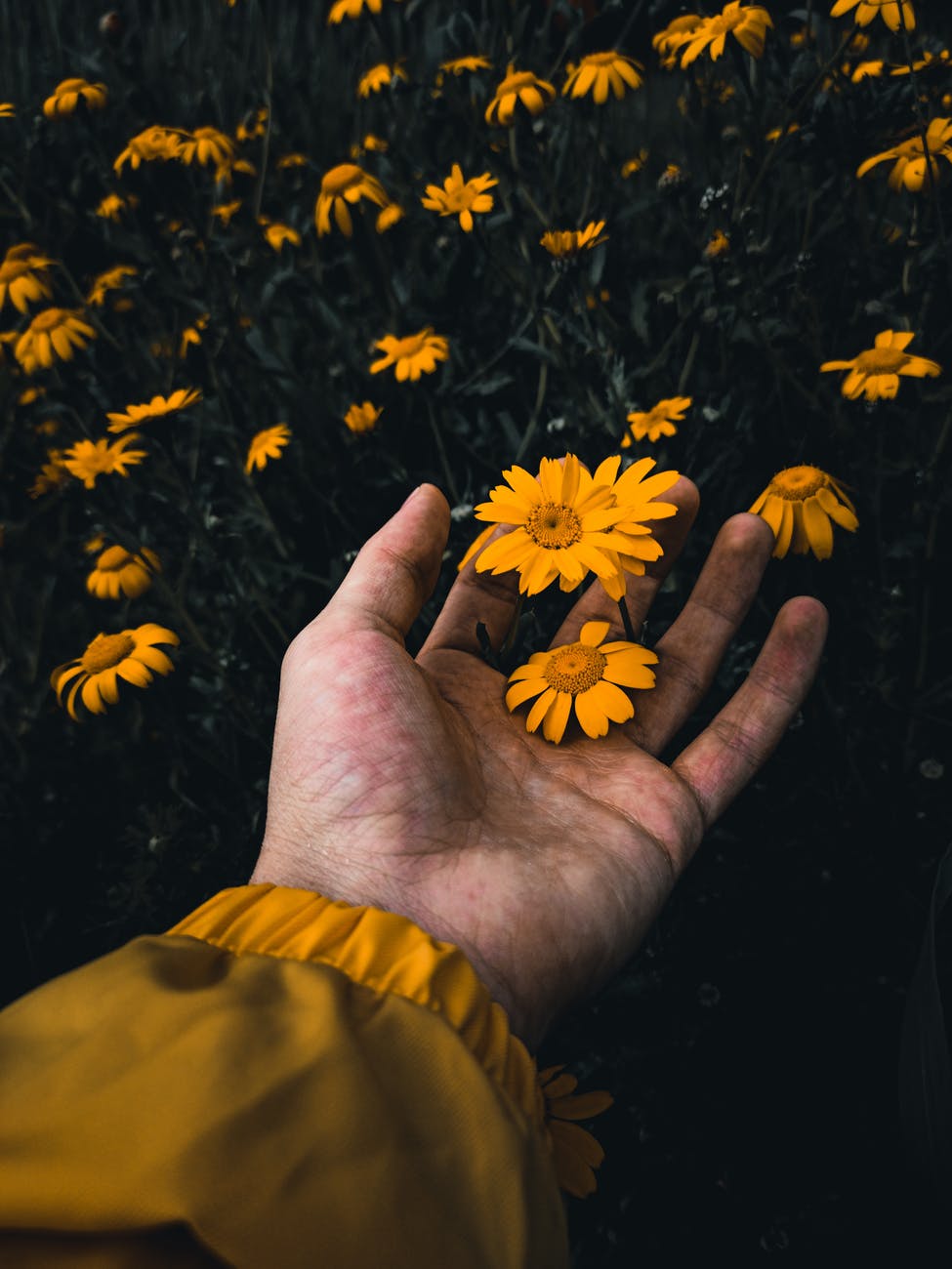 crop person touching yellow wildflowers in garden