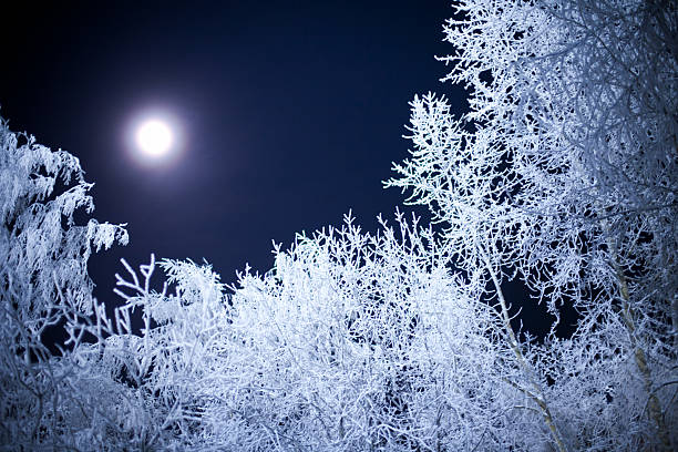 Moon light in winter forest.